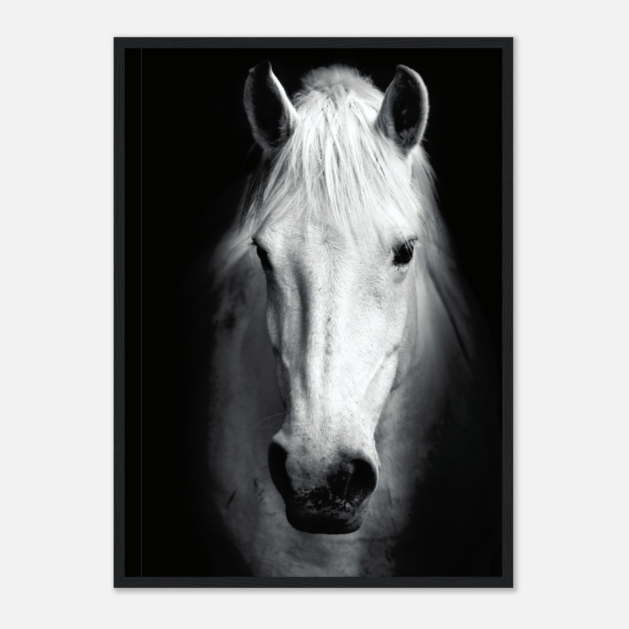 White Horse Black Background Poster