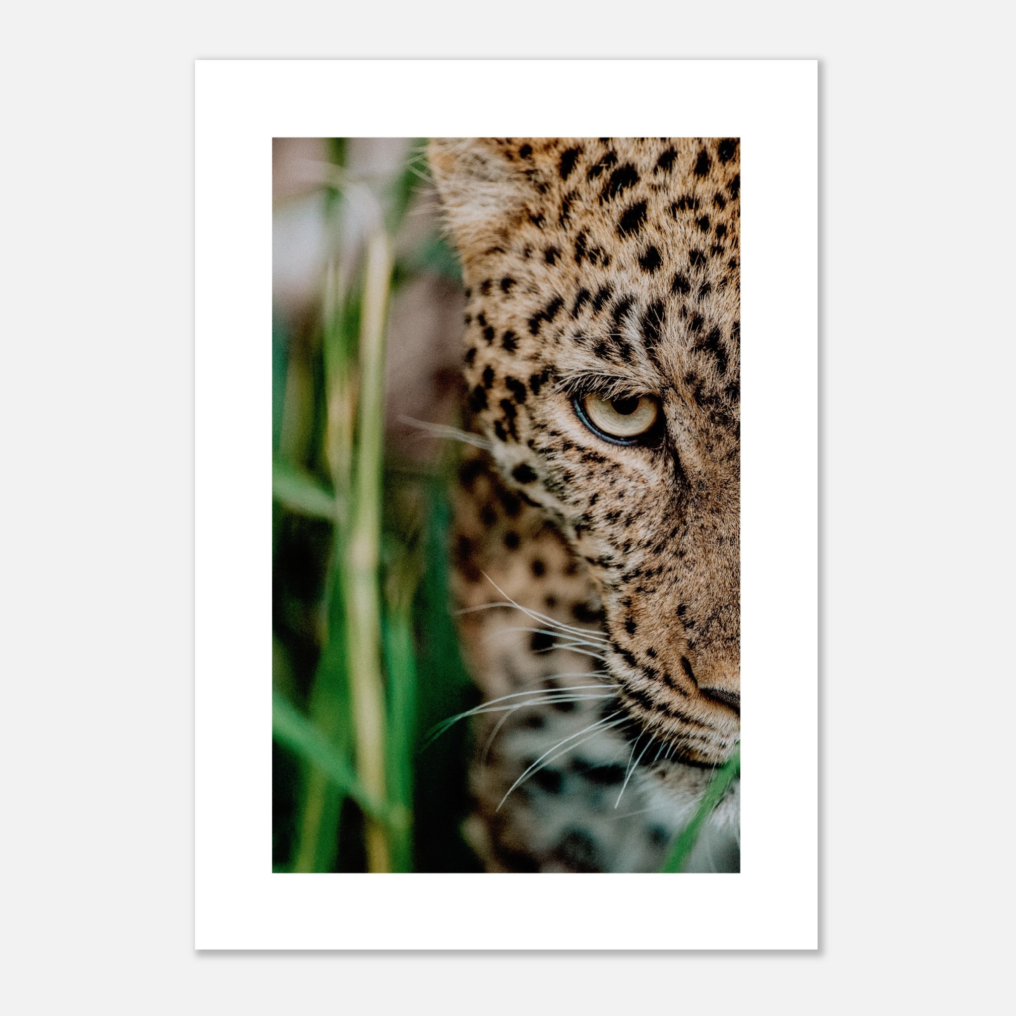 Retrato de un leopardo Póster