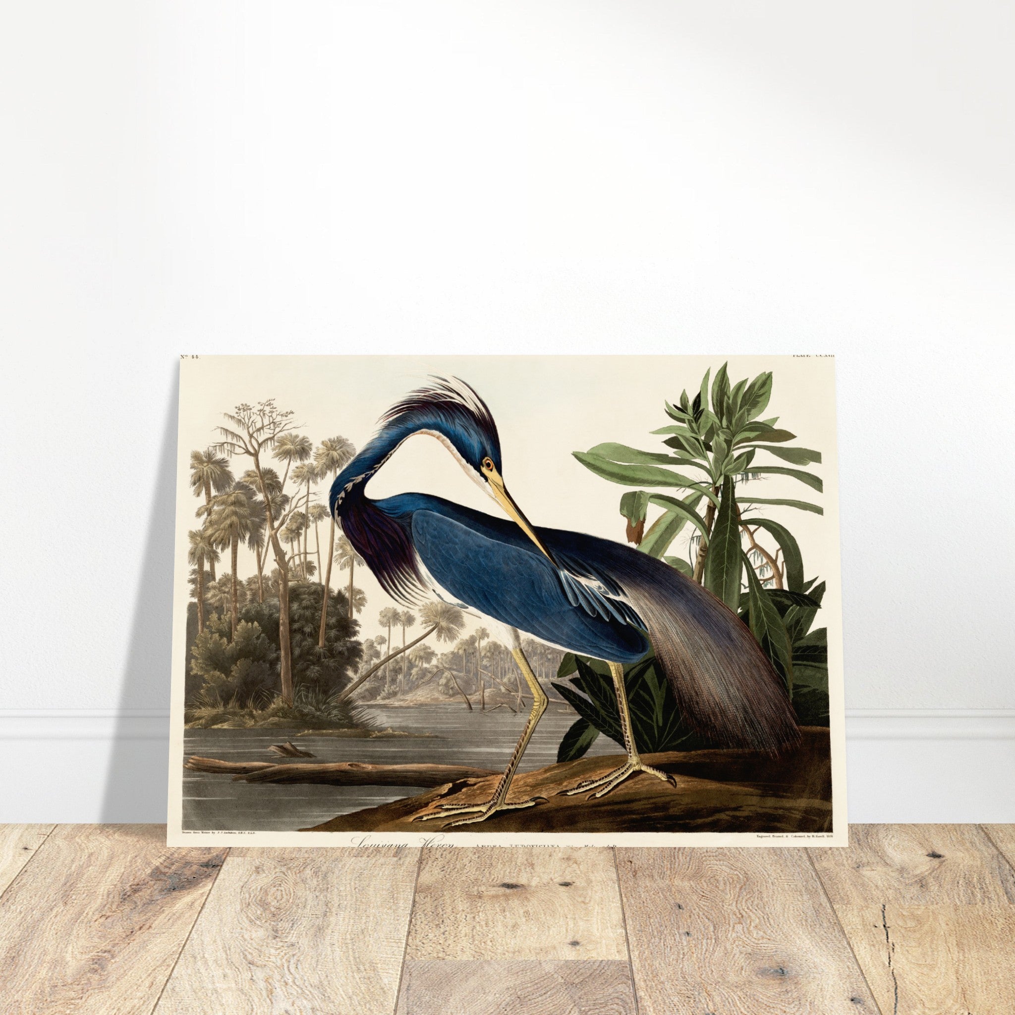 Audubon Louisiana Heron Poster