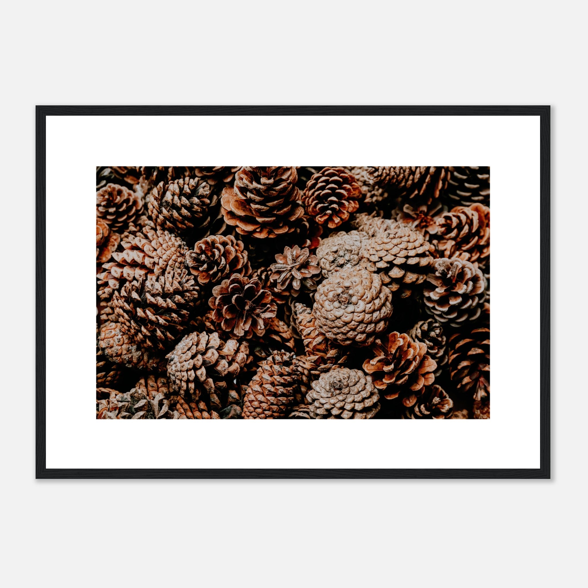Close Up Shot Of Pine Cones Poster