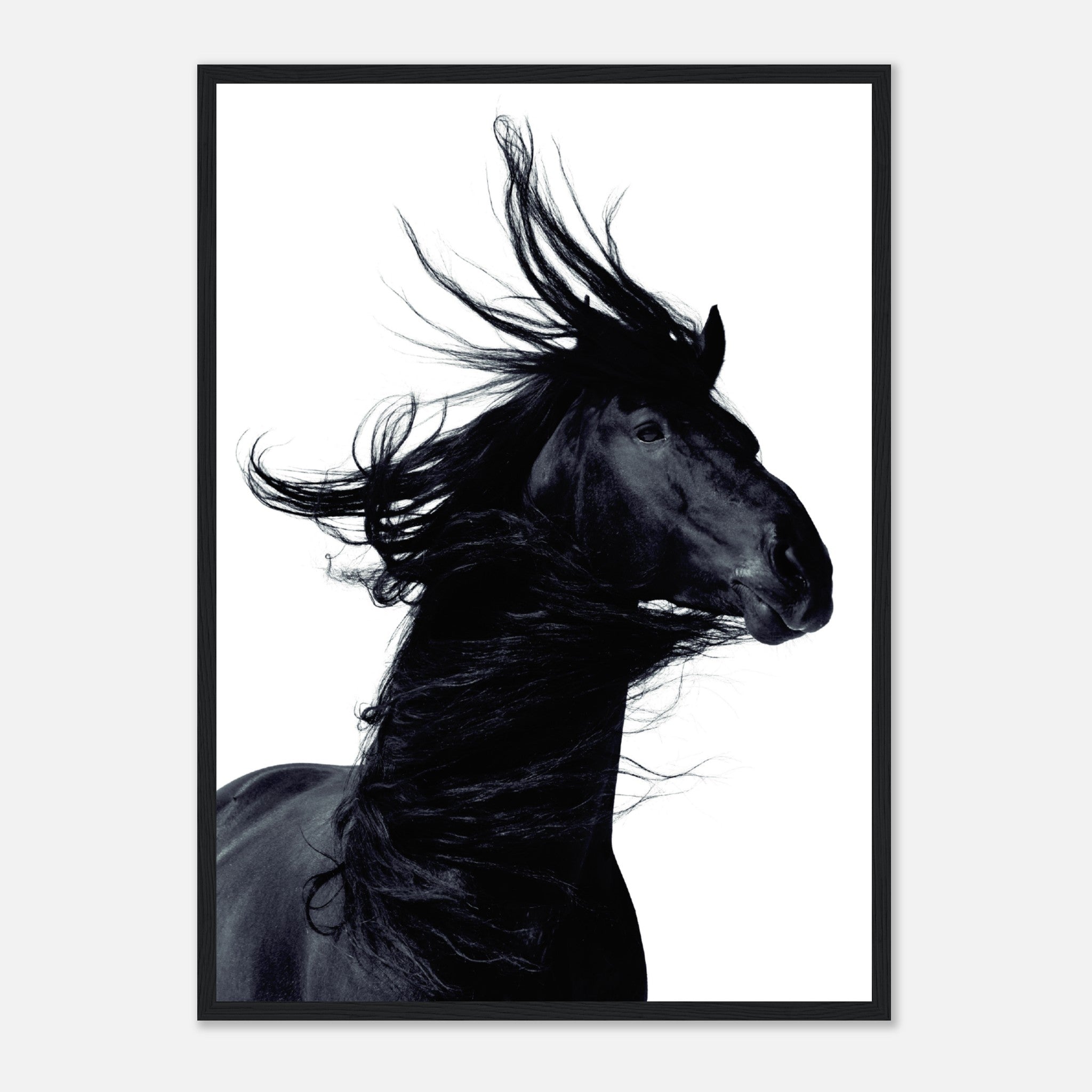 White Background Black Horse Poster