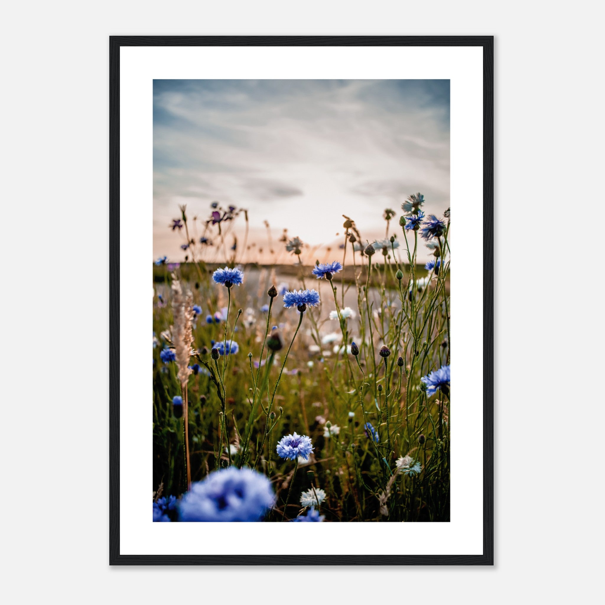 Blooming Wild Poppies Poster