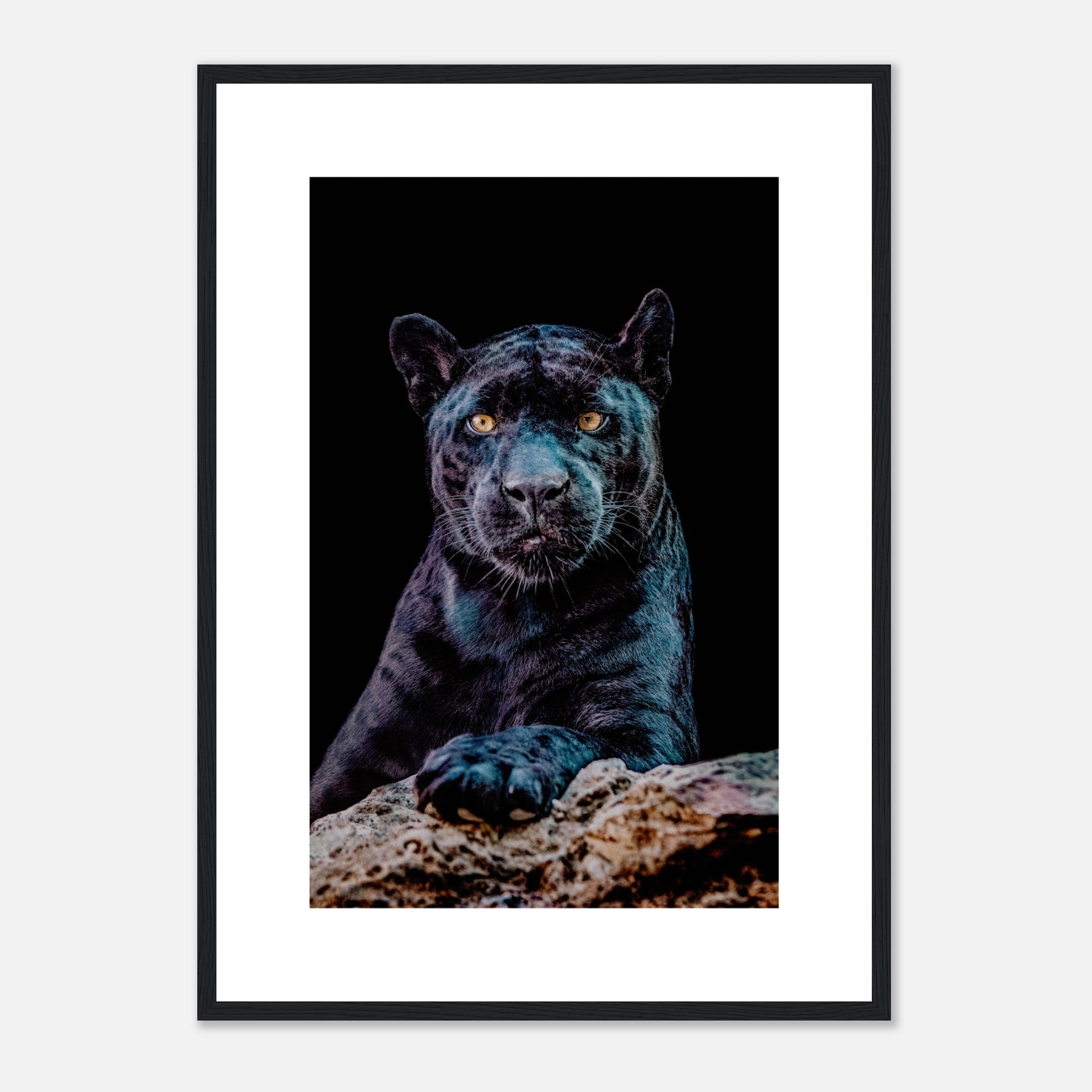 Retrato de jaguar negro Póster