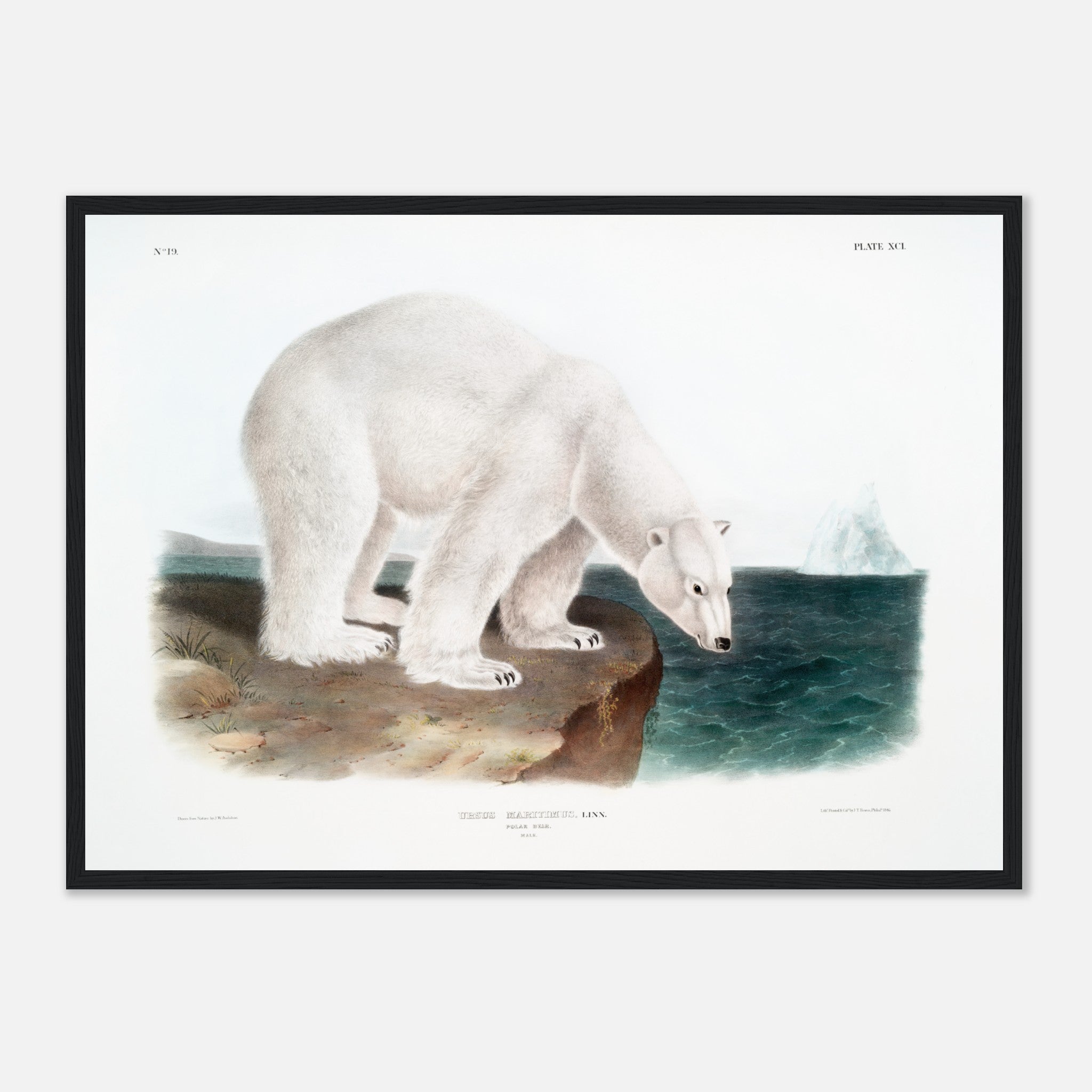 Polar Bear illustrated by Audubon Poster