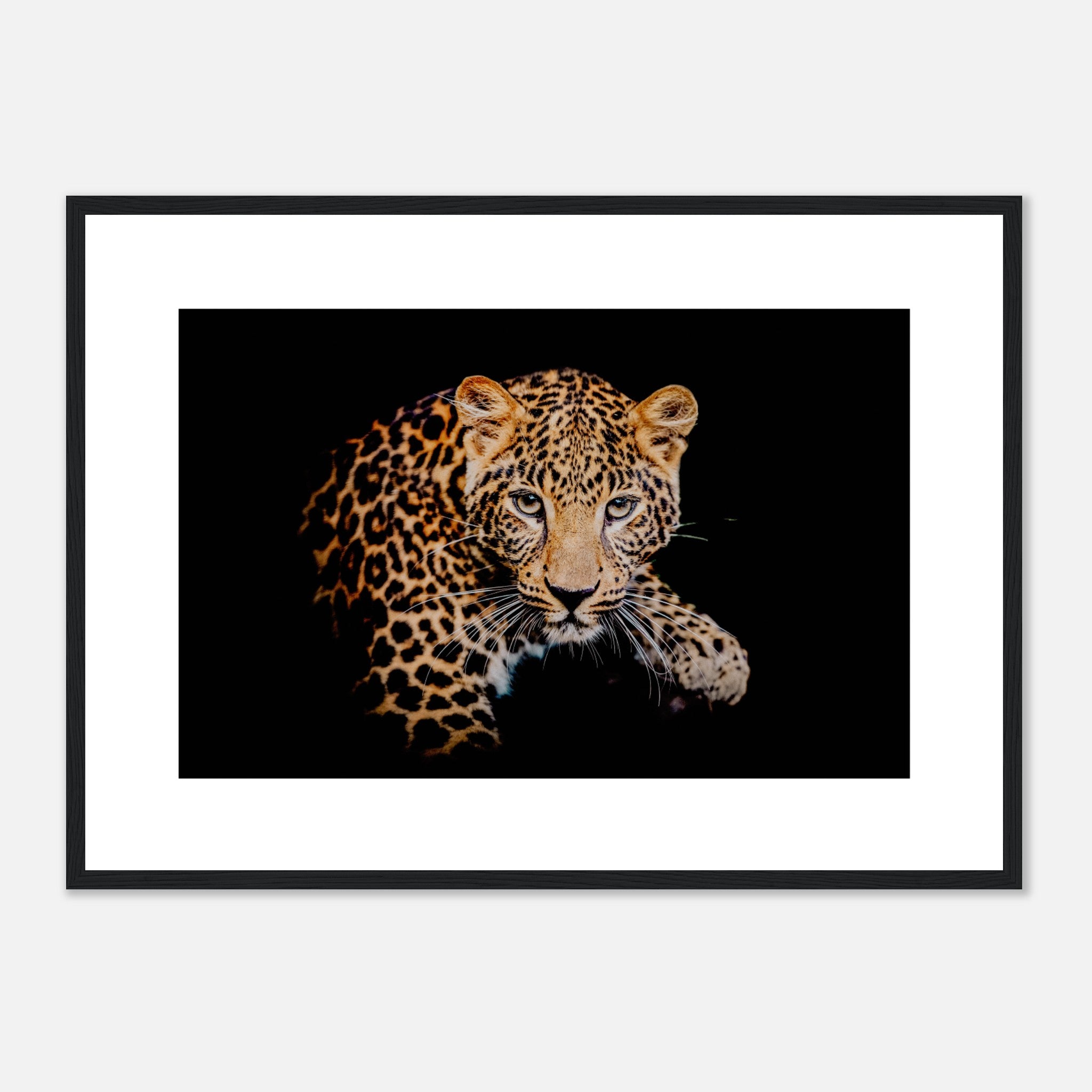 Leopardo sobre fondo negro Póster