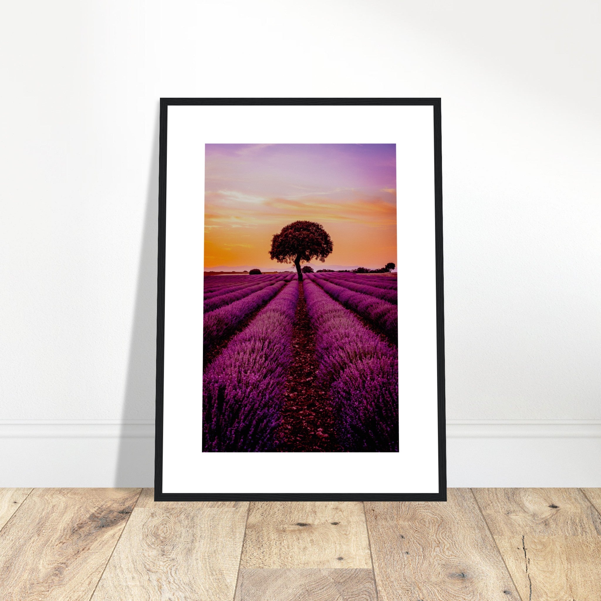 Lavender In Provence At Sunrise Poster