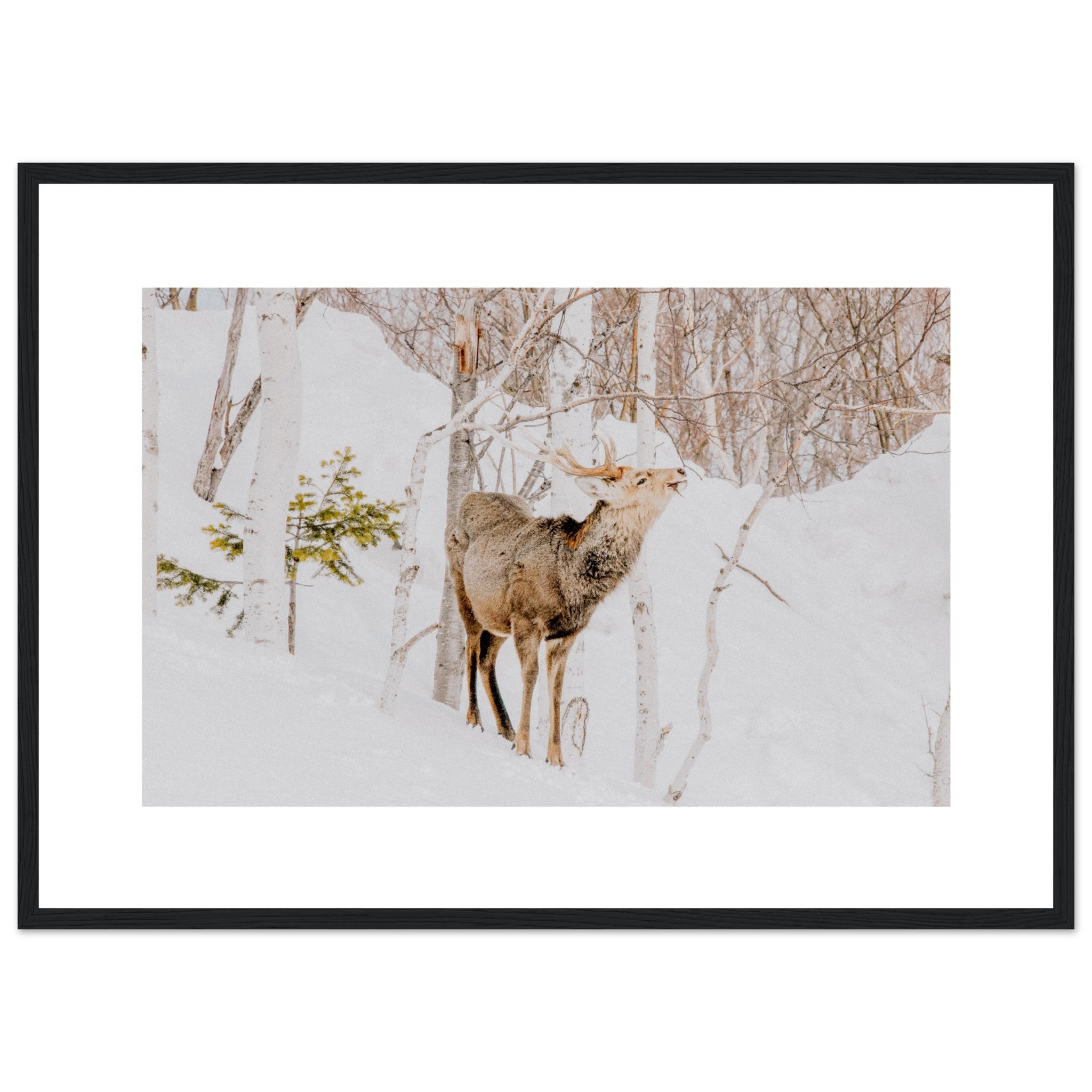 Ciervos de invierno en la nieve Póster