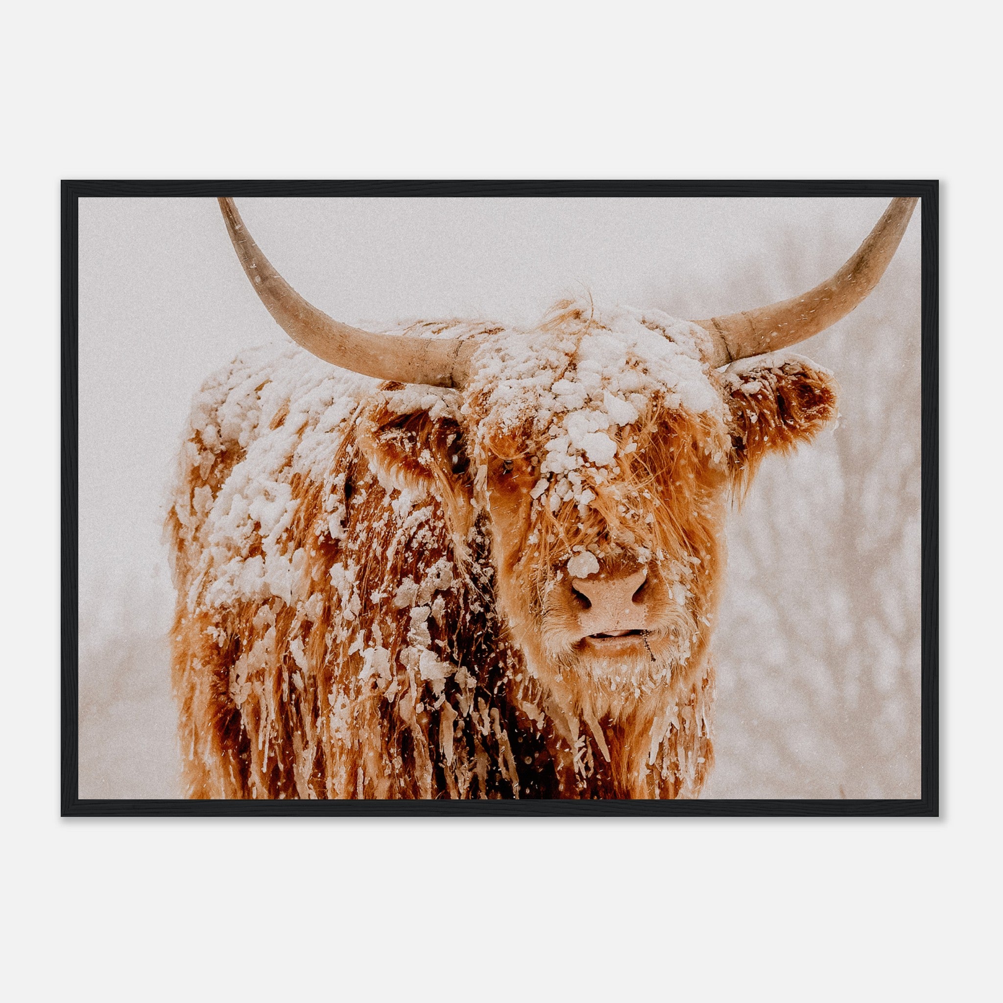 Retrato de una vaca de las tierras altas de Escocia en la nieve Póster