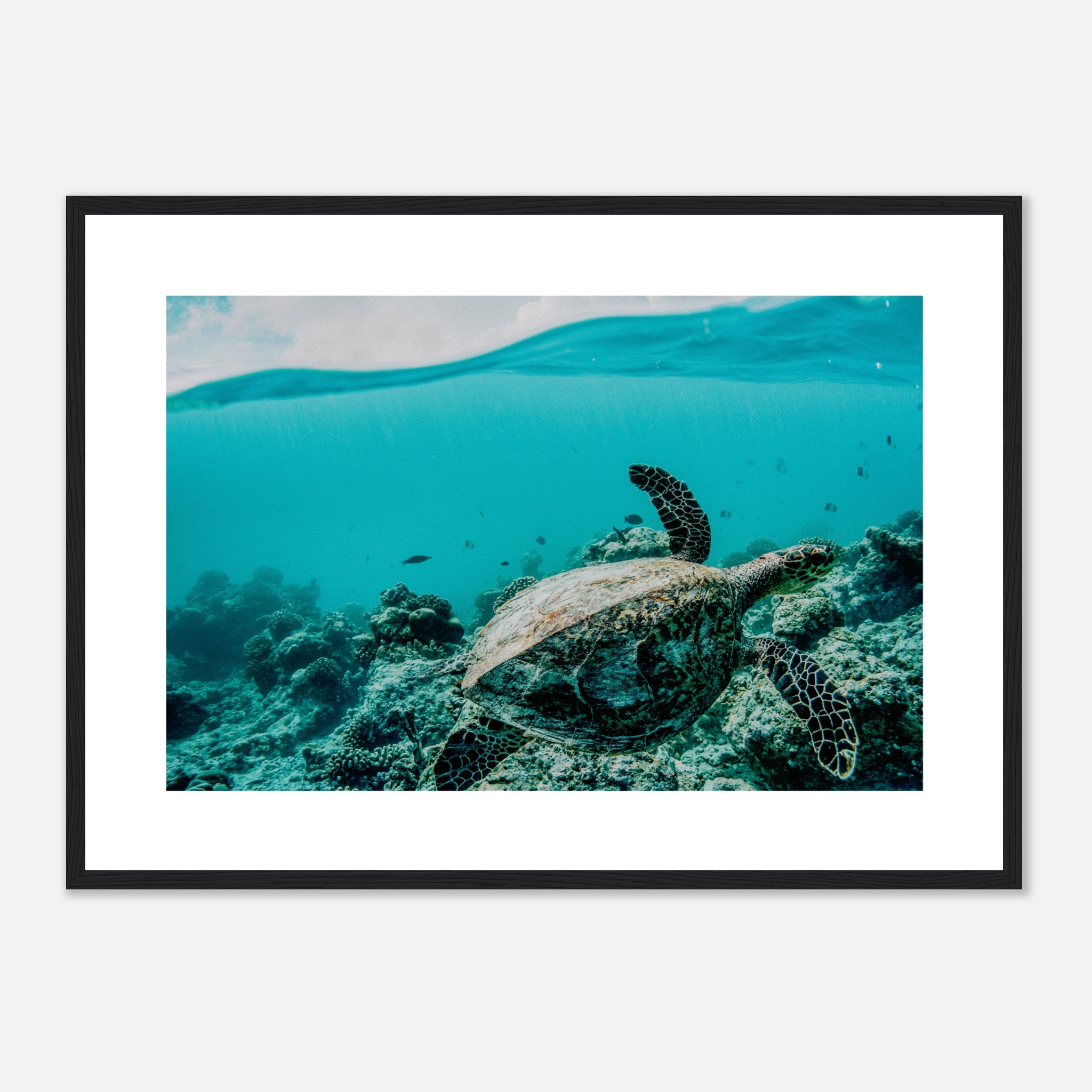 Sea Turtle Underwater Poster