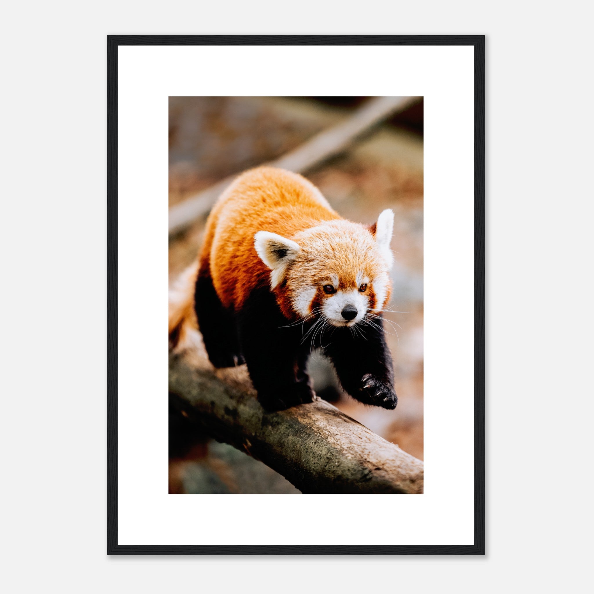 Panda rojo caminando sobre el árbol Póster