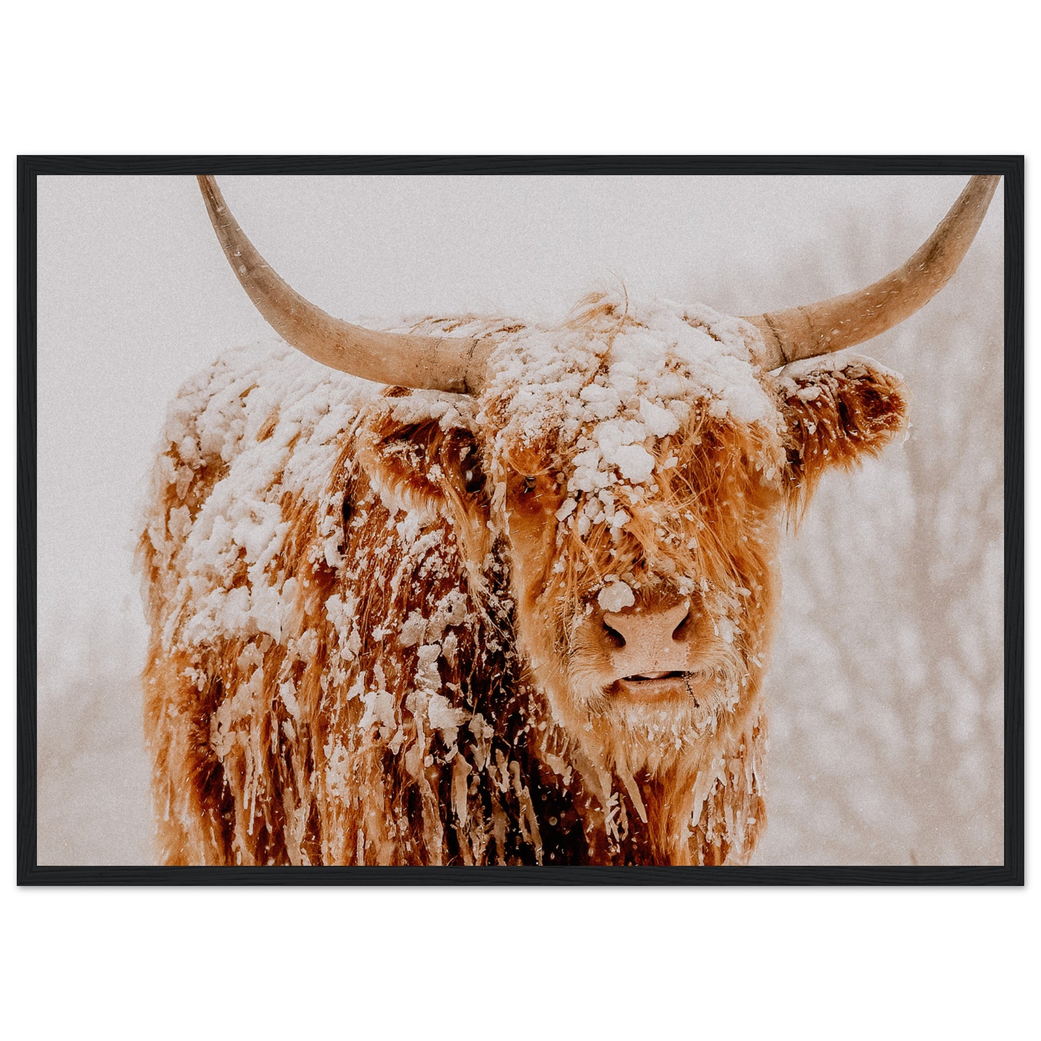 Retrato de una vaca de las tierras altas de Escocia en la nieve Póster