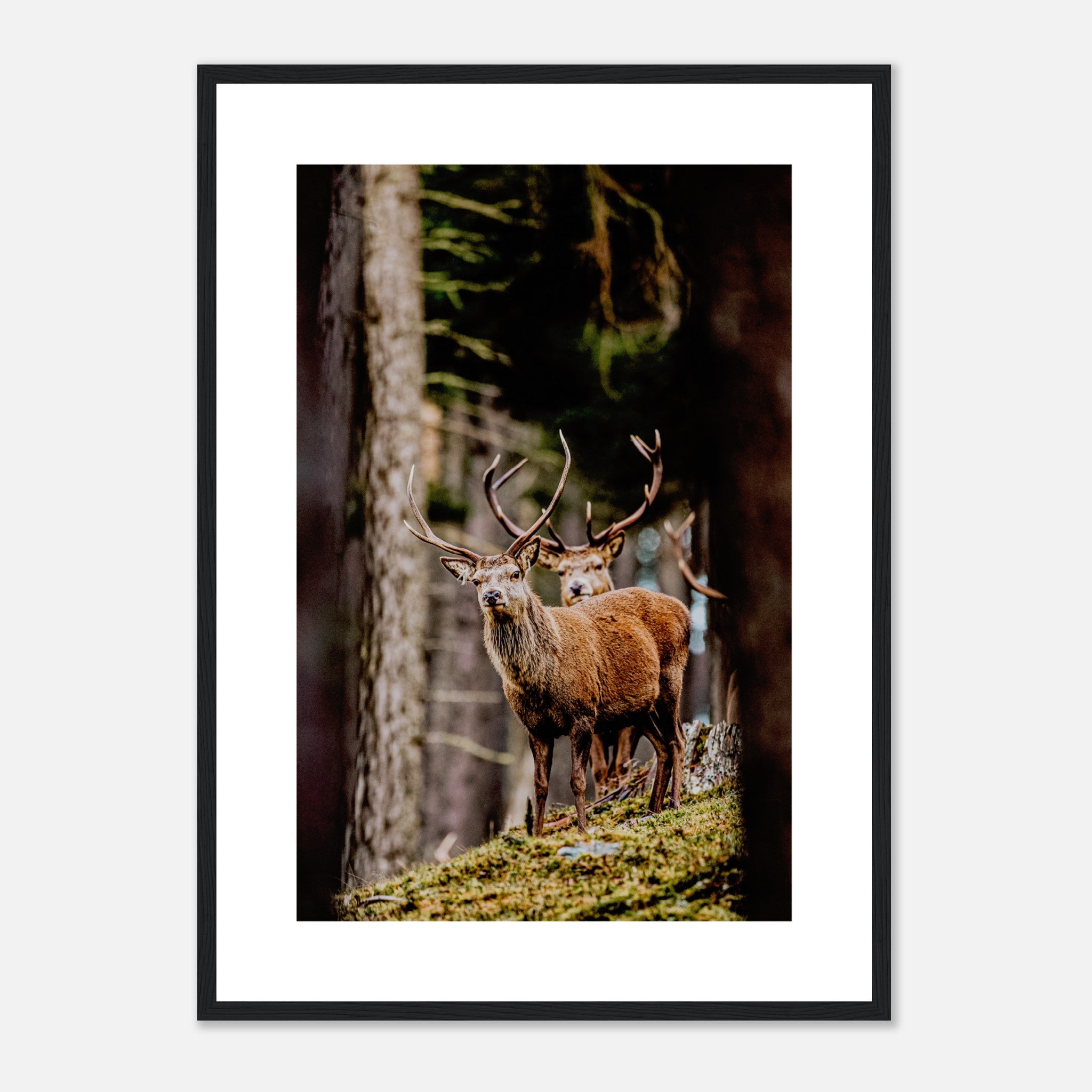 Red Deer Stag In The Woods Poster
