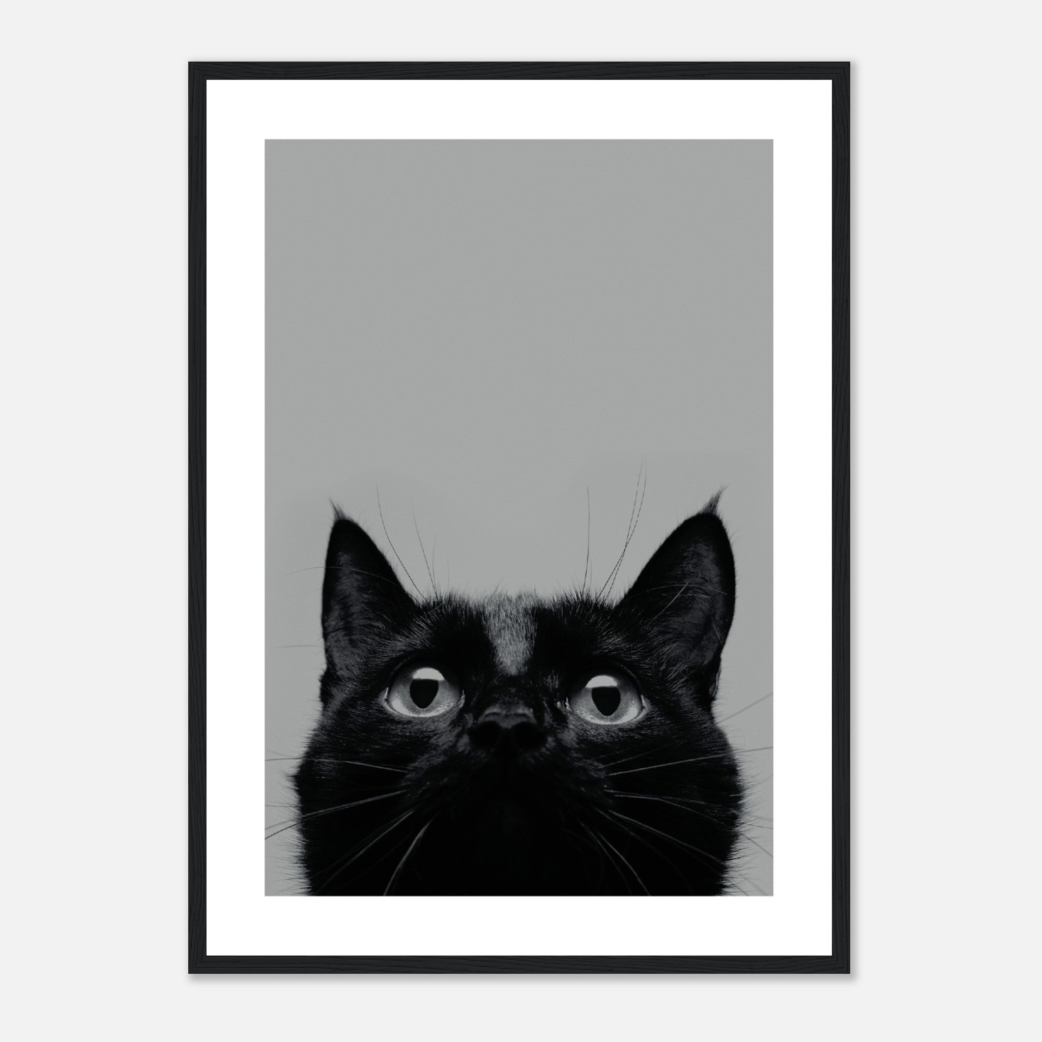 Black Cat Close Up Poster