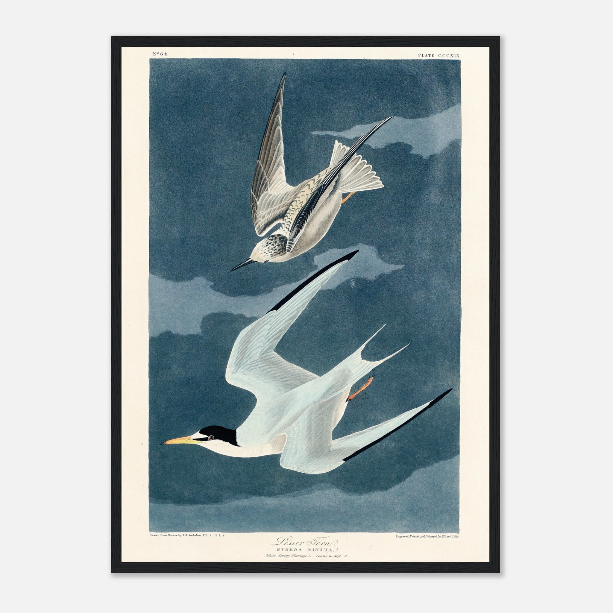 Lesser Tern by John James Audubon Poster