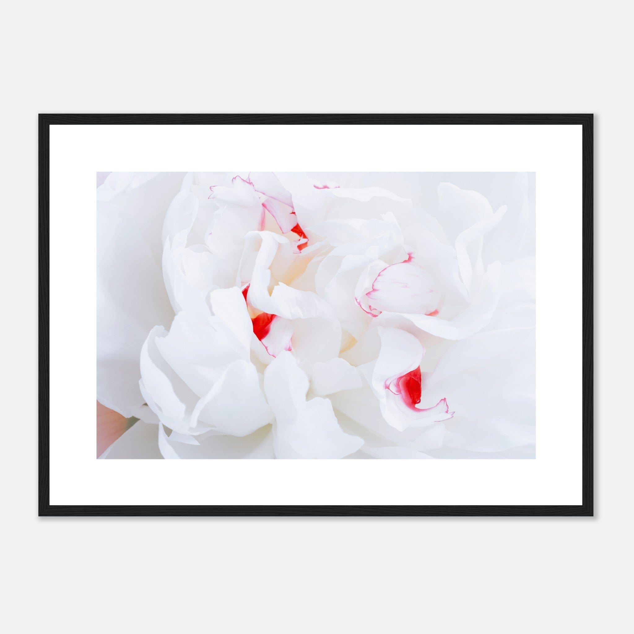 Primer plano de flor de peonía blanca Póster