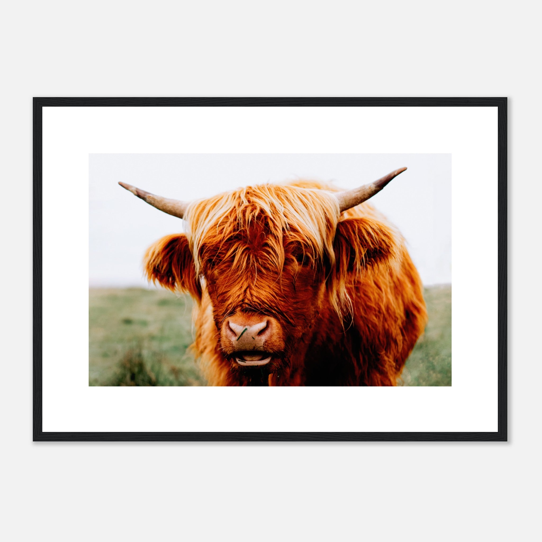 Retrato de vaca de las tierras altas Póster