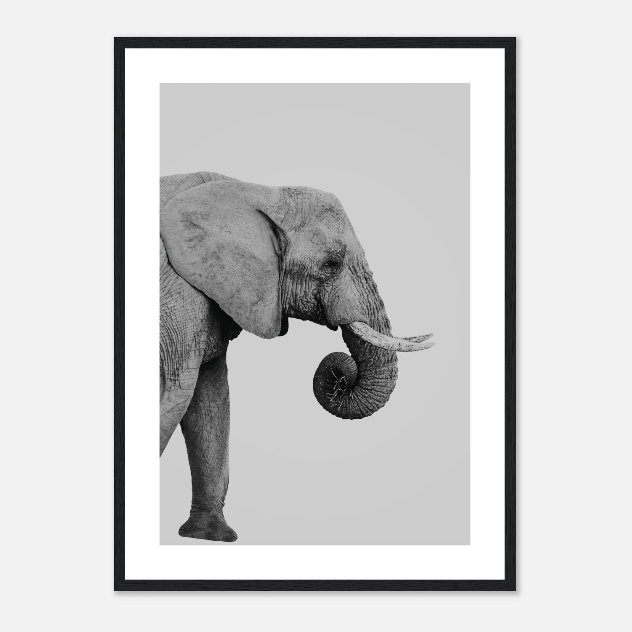 Elephant Portrait Poster