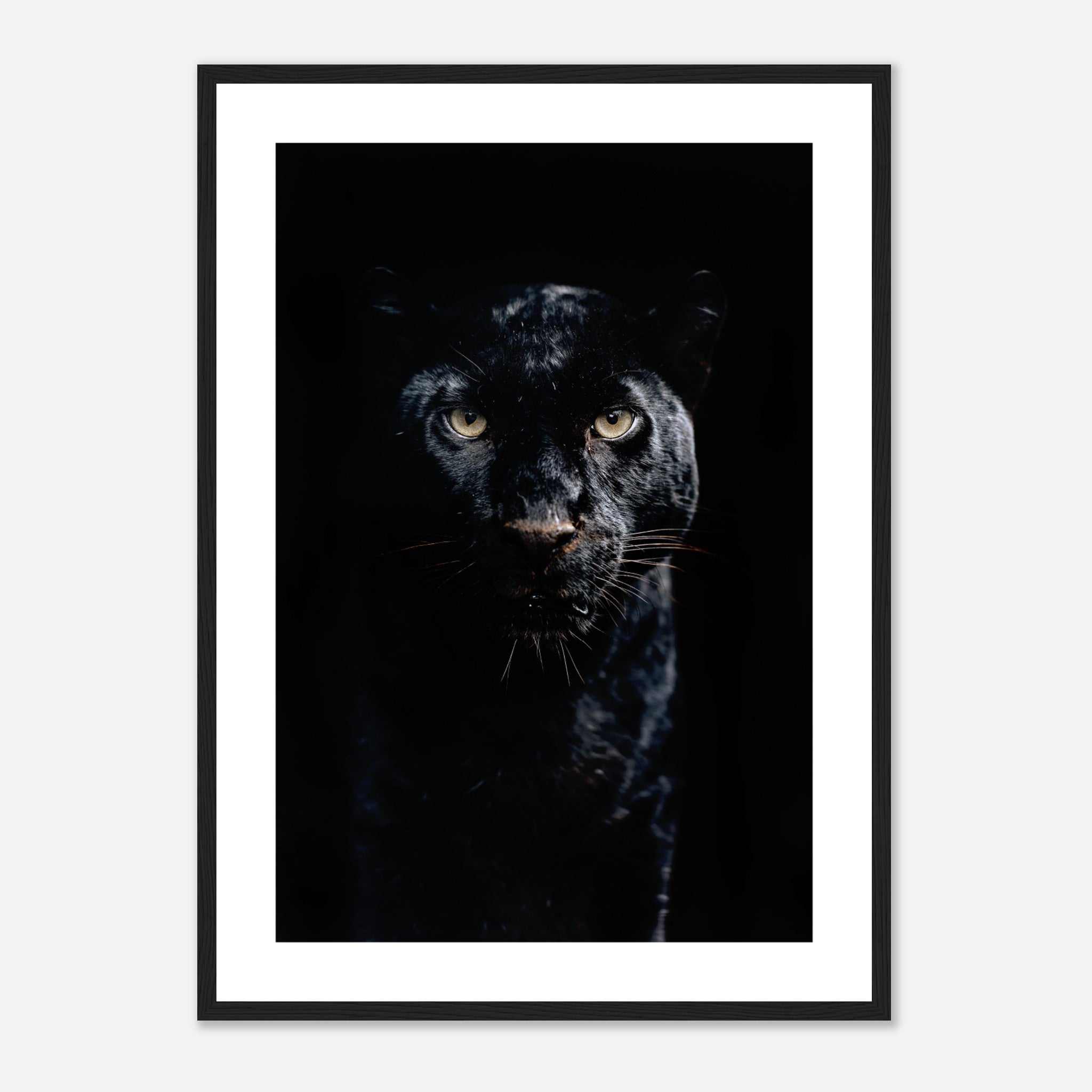 Amur Leopard Poster
