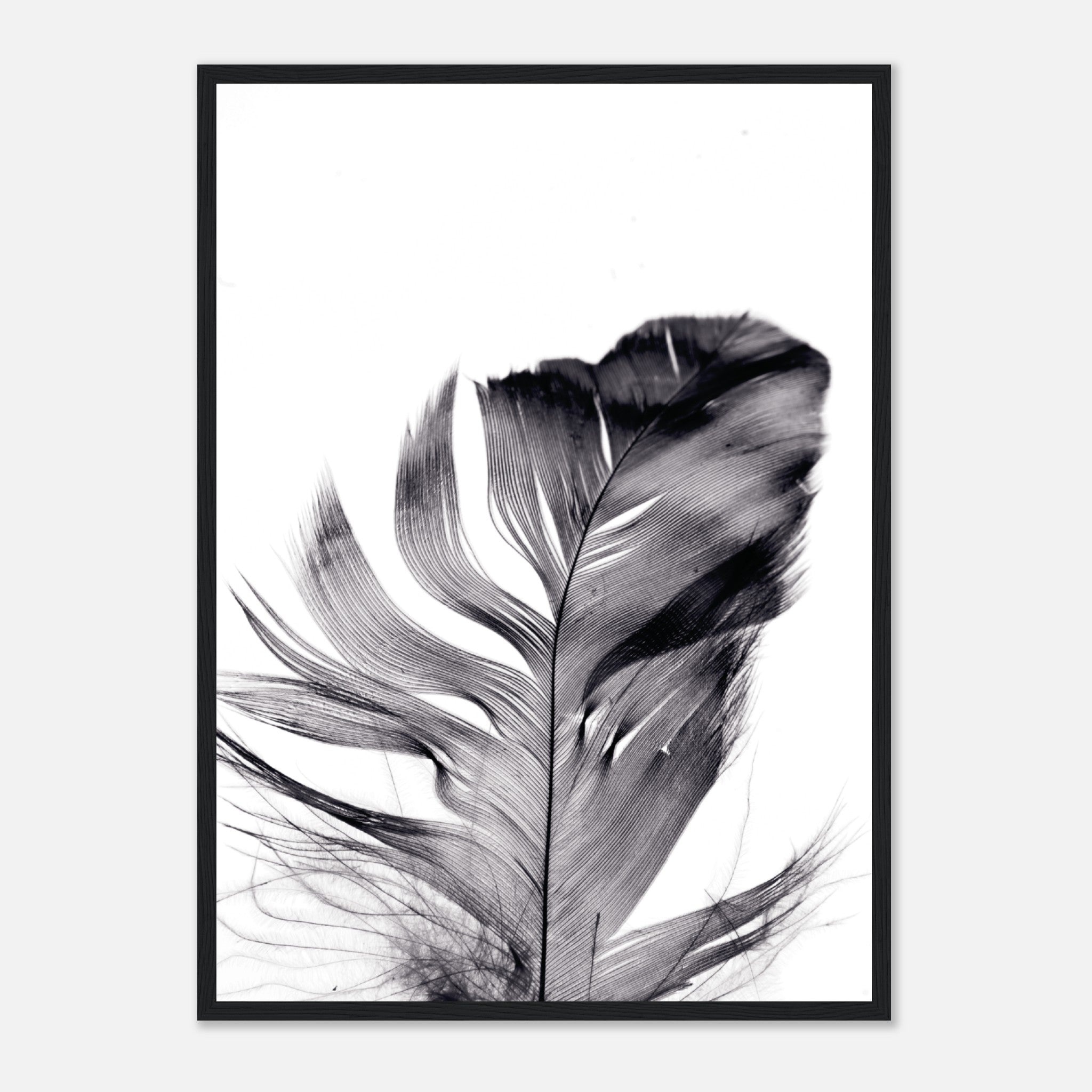 Feather Poster