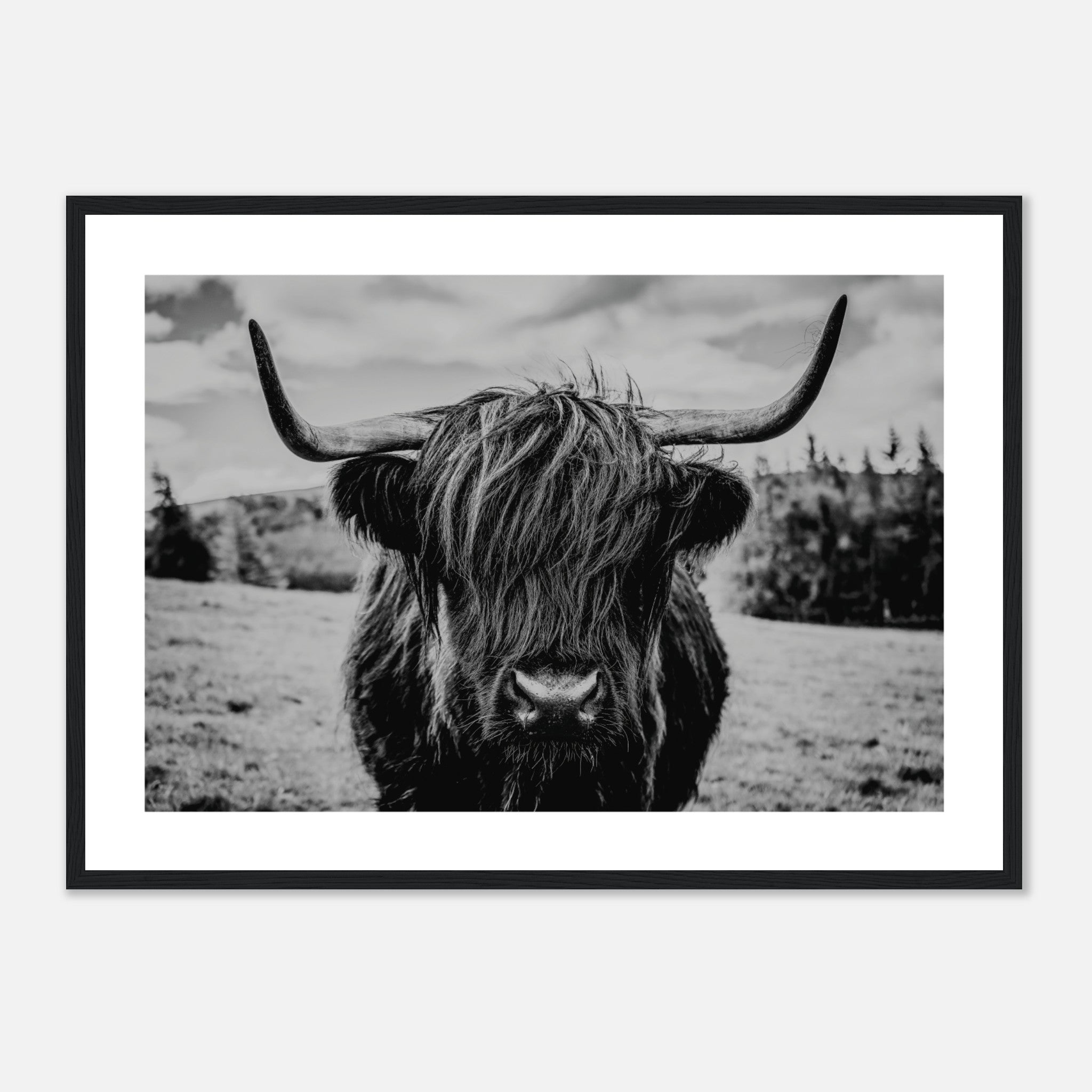 Monochrome Scottish Highland Cattle Poster