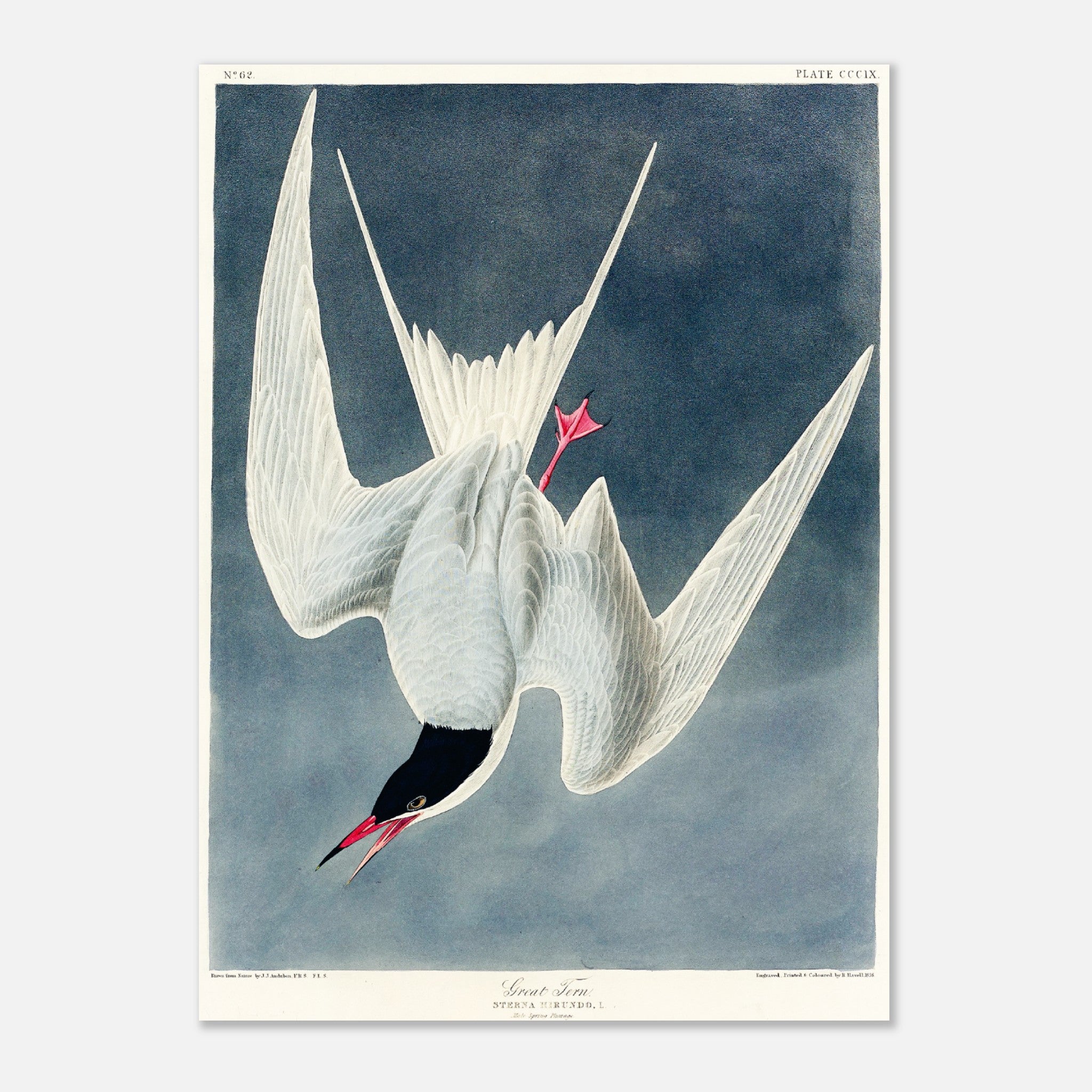Beautiful Tern by James Audubon Poster
