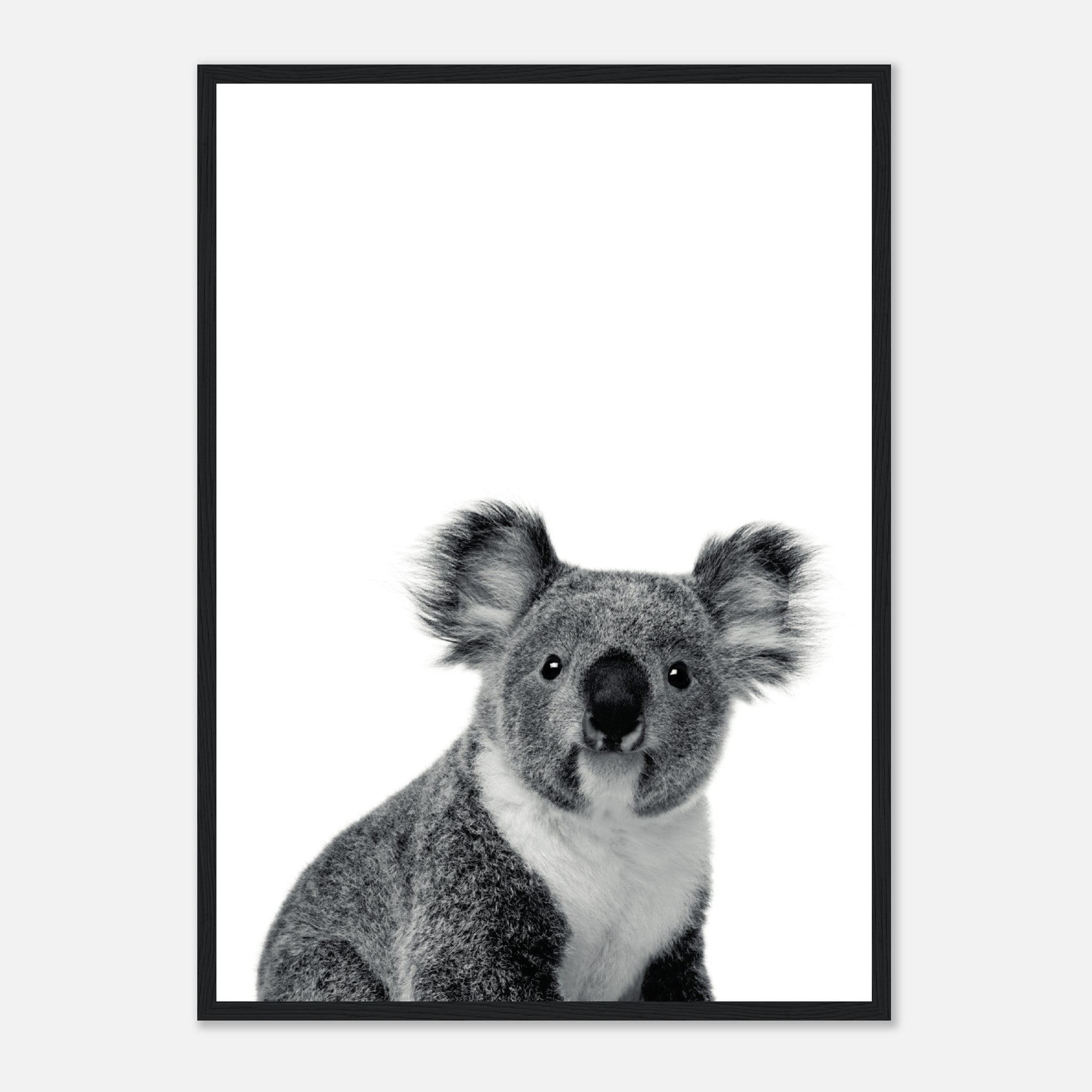 Koala Póster